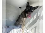 German Shepherd Dog-Siberian Husky Mix DOG FOR ADOPTION RGADN-1379557 - ZOEY BLU