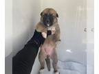 German Shepherd Dog-Huskies Mix DOG FOR ADOPTION RGADN-1379560 - A627540 - Husky