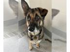 German Shepherd Dog DOG FOR ADOPTION RGADN-1379567 - PERCY - German Shepherd Dog