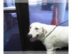 Anatolian Shepherd-Great Pyrenees Mix DOG FOR ADOPTION RGADN-1379570 - KHALESI -