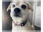 Pug Mix DOG FOR ADOPTION RGADN-1379573 - BRUNO - Pug / Mixed (medium coat) Dog