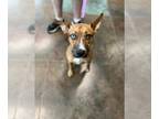 Catahoula Leopard Dog Mix DOG FOR ADOPTION RGADN-1379576 - JACK - Catahoula