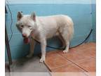Siberian Husky DOG FOR ADOPTION RGADN-1379617 - GLACIER - Siberian Husky (medium