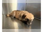 Chow Chow-German Shepherd Dog Mix DOG FOR ADOPTION RGADN-1379621 - *DRACULA -