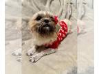 Shih Tzu Mix DOG FOR ADOPTION RGADN-1379639 - Teddy - Shih Tzu / Mixed Dog For