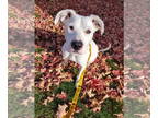 Boxer Mix DOG FOR ADOPTION RGADN-1379641 - Yuki - Boxer / Mixed (short coat) Dog