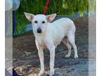 Pointer Mix DOG FOR ADOPTION RGADN-1379692 - Cactus - Cattle Dog / Pointer /
