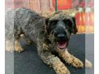 Poovanese DOG FOR ADOPTION RGADN-1379700 - Darla - Havanese / Poodle (Miniature)