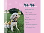 Shih-Poo DOG FOR ADOPTION RGADN-1379710 - Ya Ya - Poodle (Miniature) / Shih Tzu