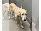 Anatolian Shepherd Mix DOG FOR ADOPTION RGADN-1379720 - *MINNIE - Anatolian