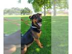 Rottweiler Mix DOG FOR ADOPTION RGADN-1379721 - BARNEY - Rottweiler / Mixed