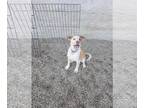 Borador DOG FOR ADOPTION RGADN-1379729 - Nubbins - Border Collie / Labrador