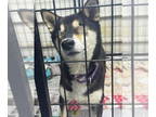 Shiba Inu DOG FOR ADOPTION RGADN-1379732 - Braille - reduced fee - Shiba Inu