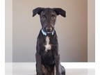Borador DOG FOR ADOPTION RGADN-1379757 - Camping Crew - Hot Dog - Border Collie