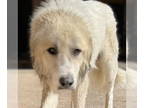 Anatolian Shepherd-Great Pyrenees Mix DOG FOR ADOPTION RGADN-1379760 - Ren -