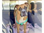 Boxer DOG FOR ADOPTION RGADN-1379763 - Haidee - Boxer Dog For Adoption