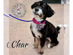 Miniature Bernedoodle DOG FOR ADOPTION RGADN-1379765 - Char - Bernese Mountain