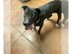 Borador DOG FOR ADOPTION RGADN-1379775 - Pup - Labrador Retriever / Border