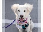 Australian Shepherd-Retriever Mix DOG FOR ADOPTION RGADN-1379776 - Jango -