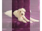 Shih Tzu Mix DOG FOR ADOPTION RGADN-1379792 - Snow - Shih Tzu / Mixed (medium
