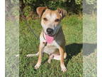 Jack Russell Terrier DOG FOR ADOPTION RGADN-1379802 - ALFIE - Jack Russell
