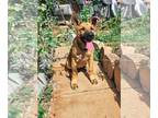 German Shepherd Dog DOG FOR ADOPTION RGADN-1379807 - Steffi - German Shepherd