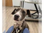 American Pit Bull Terrier Mix DOG FOR ADOPTION RGADN-1379829 - Candy Corn -