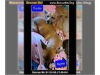 Jack Chi DOG FOR ADOPTION RGADN-1379840 - Rocko and Nemo (Bonded) Cannot be