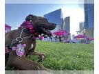 American Pit Bull Terrier Mix DOG FOR ADOPTION RGADN-1379846 - Blanche - Pit