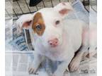 Pointer Mix DOG FOR ADOPTION RGADN-1379893 - Tina - Hound / Pointer / Mixed