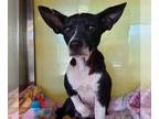 Rat Terrier Mix DOG FOR ADOPTION RGADN-1379896 - Sadie - Rat Terrier / Fox