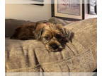 Shih Tzu Mix DOG FOR ADOPTION RGADN-1379898 - Tonki - Terrier / Shih Tzu / Mixed