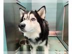 Alaskan Malamute DOG FOR ADOPTION RGADN-1379943 - SOTO - Alaskan Malamute