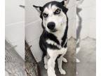 Mix DOG FOR ADOPTION RGADN-1379949 - MILES - Husky (medium coat) Dog For