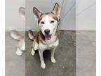 Mix DOG FOR ADOPTION RGADN-1379950 - GWEN - Husky (medium coat) Dog For