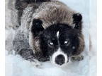Siberian Husky DOG FOR ADOPTION RGADN-1379958 - Bear - Siberian Husky (long
