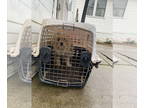 Bichon Frise Mix DOG FOR ADOPTION RGADN-1379961 - TiTi - Yorkshire Terrier
