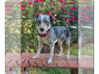 Rat Terrier Mix DOG FOR ADOPTION RGADN-1379963 - Charmer in LA - Rat Terrier /
