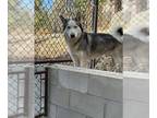 Siberian Husky DOG FOR ADOPTION RGADN-1379969 - ACE - Siberian Husky (medium