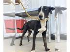 Siberian Husky Mix DOG FOR ADOPTION RGADN-1379978 - *BAXTER - Siberian Husky /