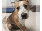 Staffordshire Bull Terrier DOG FOR ADOPTION RGADN-1379979 - *DAVY JONES -