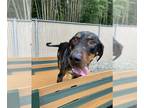 Catahoula Leopard Dog DOG FOR ADOPTION RGADN-1379993 - JULIE - Catahoula Leopard