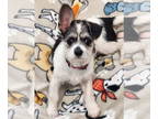 Jack Russell Terrier Mix DOG FOR ADOPTION RGADN-1380000 - Monica - Jack Russell