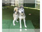 Mix DOG FOR ADOPTION RGADN-1380005 - HUNTER - Husky (medium coat) Dog For