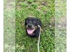 Rottweiler DOG FOR ADOPTION RGADN-1380014 - SWEETS - Rottweiler (medium coat)
