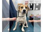 Labrador Retriever-Treeing Walker Coonhound Mix DOG FOR ADOPTION RGADN-1380017 -