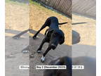 Great Pyredane DOG FOR ADOPTION RGADN-1380038 - Eli - Great Dane / Great