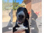 Great Pyredane DOG FOR ADOPTION RGADN-1380040 - Anister - Great Dane / Great