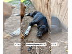 Great Pyredane DOG FOR ADOPTION RGADN-1380042 - Chunks - Great Dane / Great