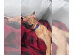 Bullboxer Pit DOG FOR ADOPTION RGADN-1380043 - Rooney - American Pit Bull